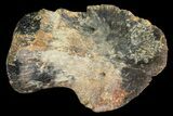 Juvenile Hadrosaur Ungual (Foot Claw) - Montana #96957-1
